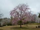 磯部桜川公園の桜