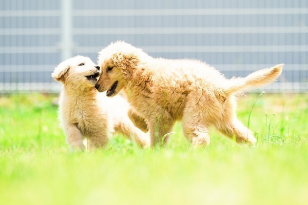 株式会社MISAKO犬舎｜茨城県のペットショップ子犬たちの販売情報をお届け