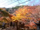 秋の花貫渓谷