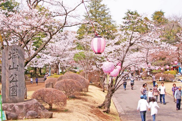 第53回おやま千本桜まつり 花見期間が長い小山市で桜の風情を楽しもう おりっぷ