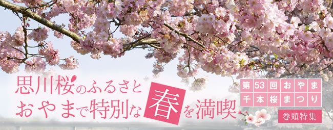第53回おやま千本桜まつり 花見期間が長い小山市で桜の風情を楽しもう おりっぷ