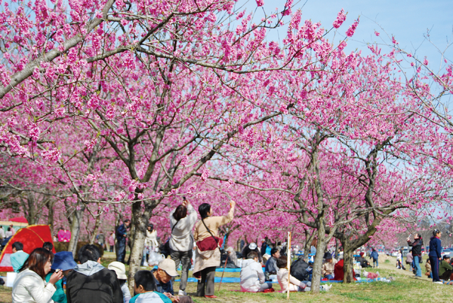 日本一の花桃の里 古河桃まつり いばナビ