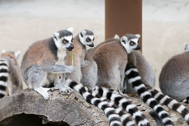 動物園 かみ ね 日立市かみね動物園｜総合案内