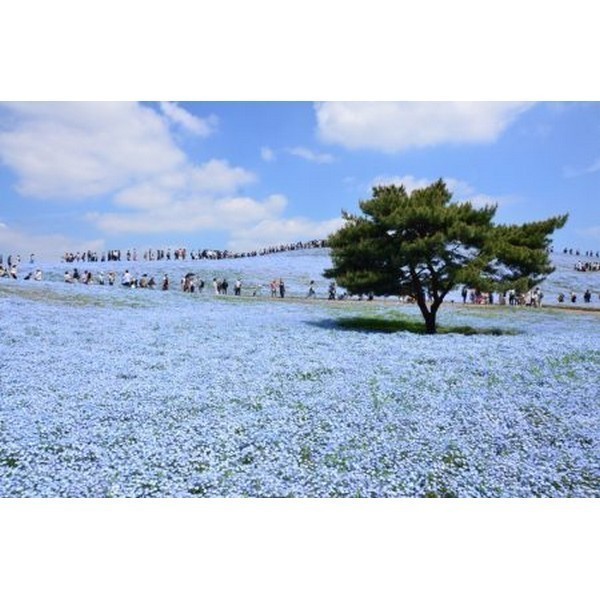 【国営ひたち海浜公園】Flowering ～フラワリング～