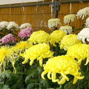 【水戸市植物公園】第48回水戸の菊花展