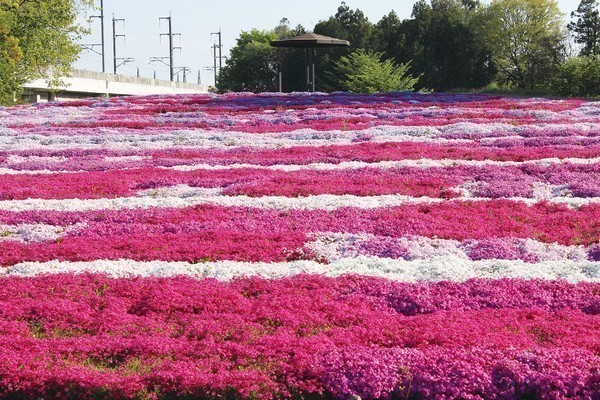 散策を楽しもう！<br />
若の原農村公園 芝桜の見ごろ