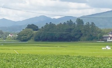 青パパイヤとさつまいも収穫体験