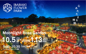 Moonlight Rose Garden 2024