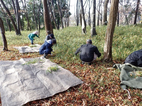 古河公方公園<br />
公方様の森の笹刈り作業