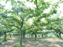 矢口果樹園