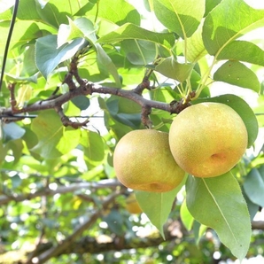 矢口果樹園