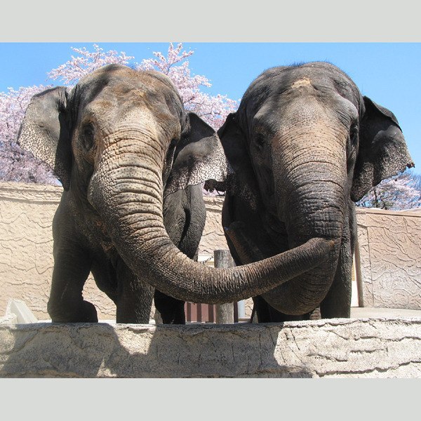 日立市かみね動物園