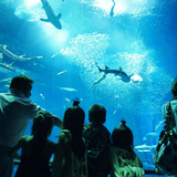 アクアワールド茨城県大洗水族館