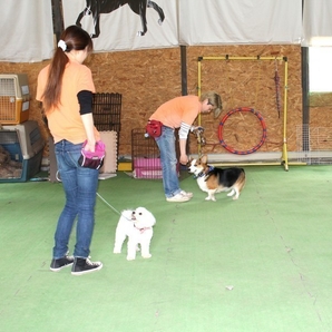 ドックスクール しあわせセット ～犬のようち園～