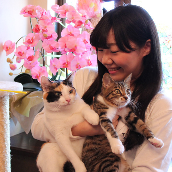 茨城の猫カフェ 動物カフェ一覧 いばナビ
