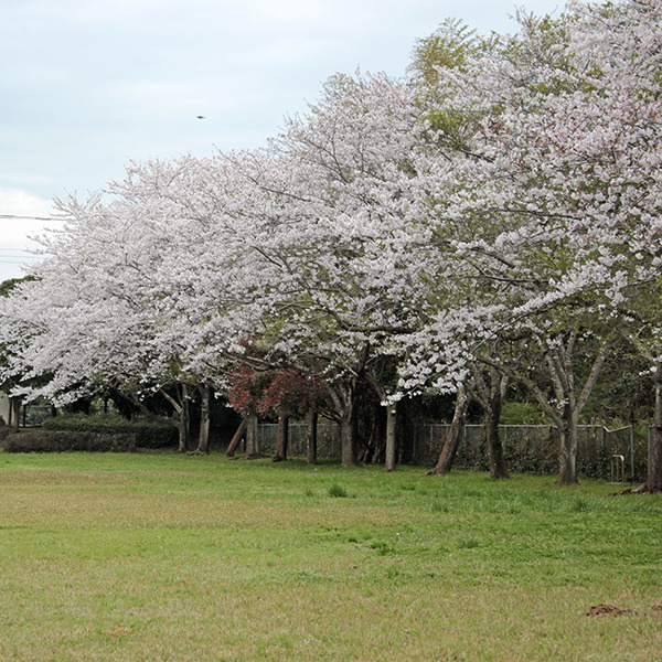 息栖運動広場