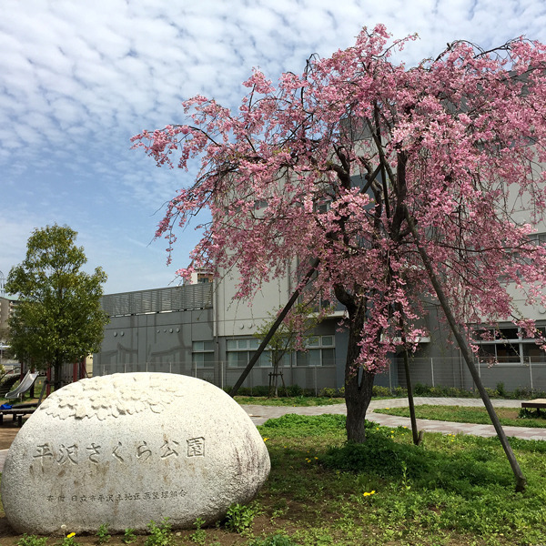 平沢さくら公園