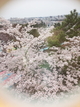 観覧車から見下ろした桜