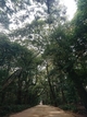 鹿島神宮の森