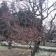 早咲きの梅
