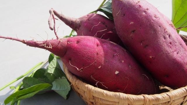 干し芋の原料「さつまいも」