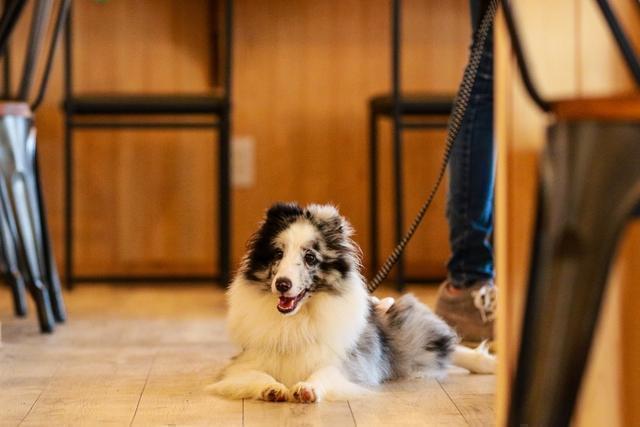 愛犬家必見!!ペットと行ける茨城のカフェ&レストラン特集