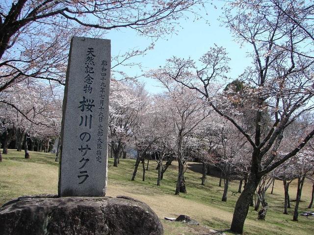 磯部桜川公園(桜川市)