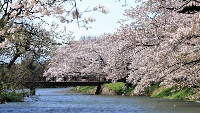 春の風物詩『茨城のお花見・桜の名所』13選