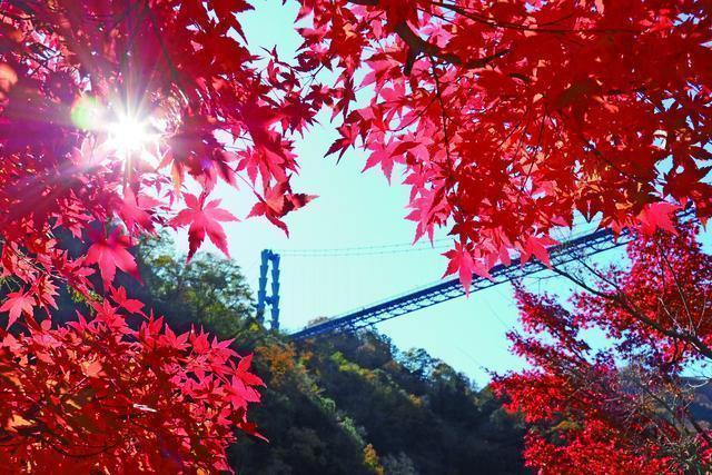 茨城県民の日 割引 無料 竜神大吊橋