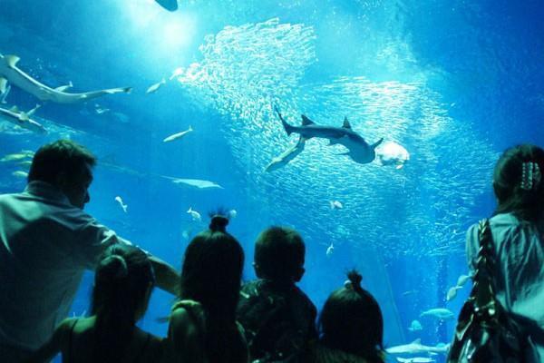茨城県民の日 入場 無料 アクアワールド茨城県大洗水族館