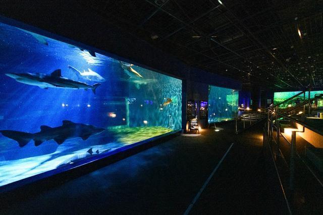 アクアワールド 大洗 茨城 水族館
