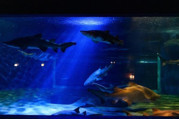 アクアワールド 大洗 茨城 水族館