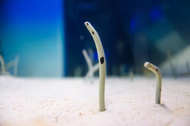 アクアワールド 大洗 茨城 チンアナゴ