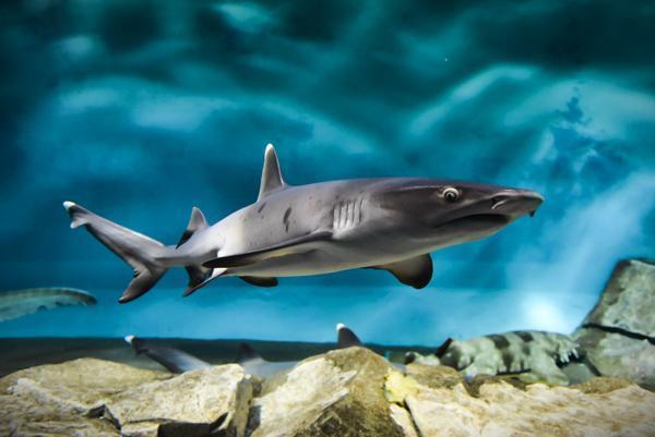 アクアワールド 大洗 茨城 水族館 サメ