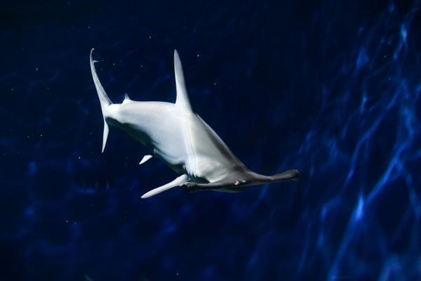アクアワールド 大洗 茨城 水族館 サメ