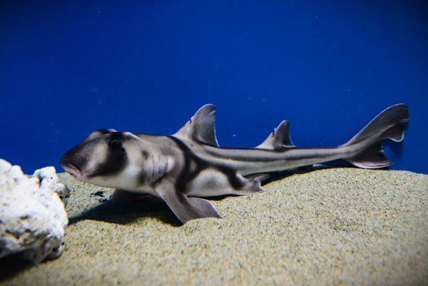 アクアワールド 大洗 茨城 水族館 サメ