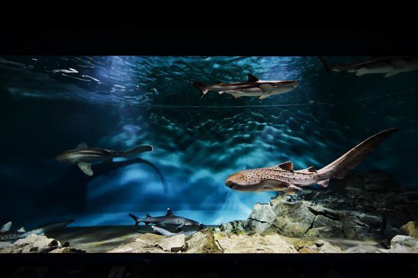 アクアワールド 大洗 茨城 水族館 サメ