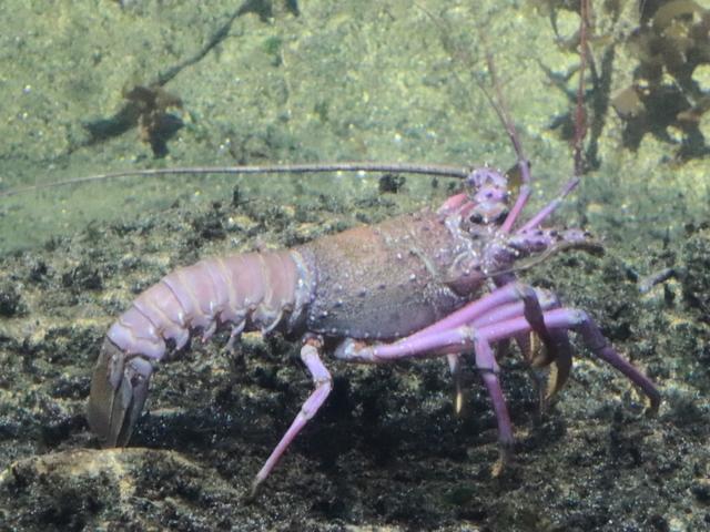 アクアワールド 大洗 茨城 イセエビ