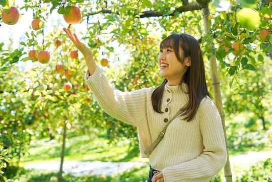 藤田観光りんご園