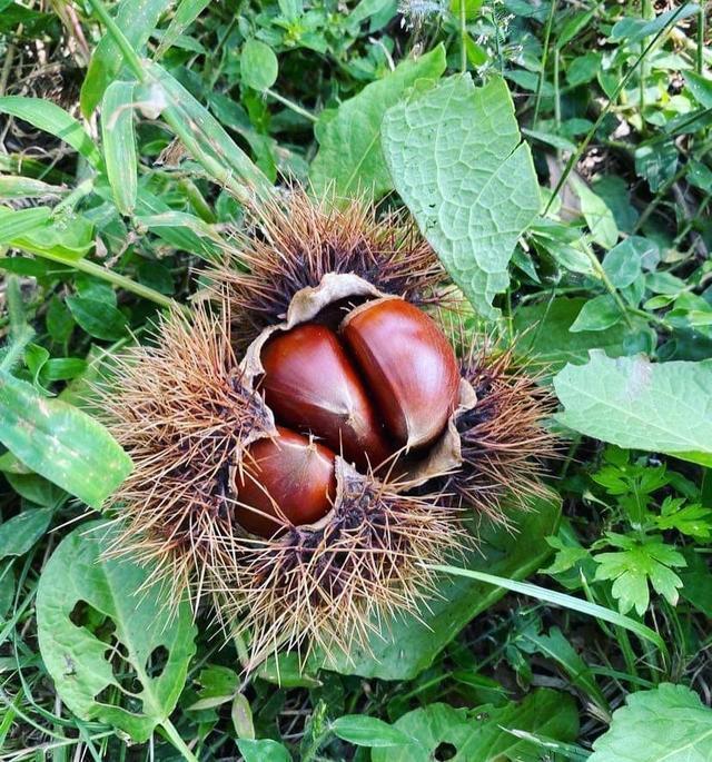 笠間クラインガルテン 栗