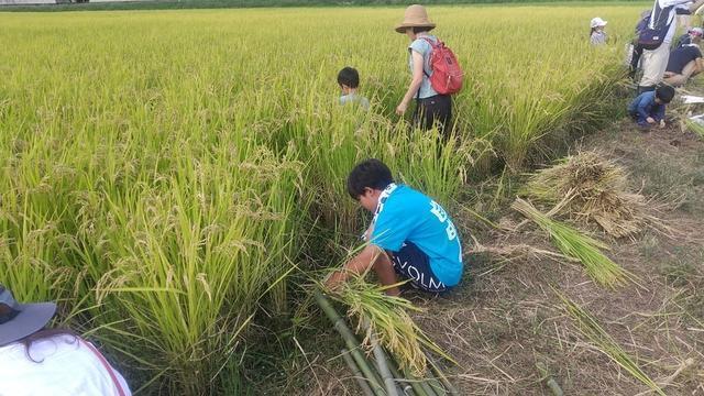みずほ農場 みずほの村市場 米 稲