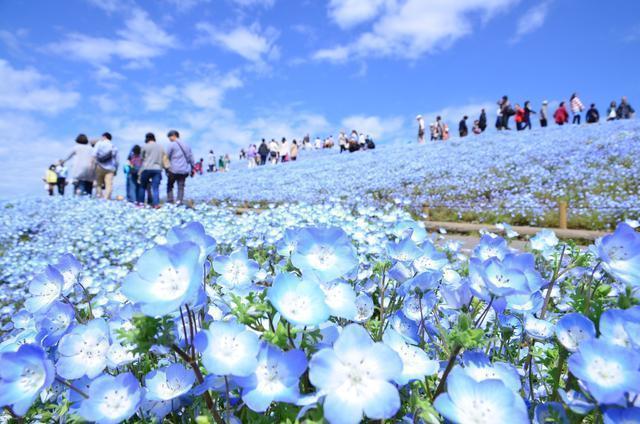 絶景ネモフィラ＆ひたちなか厳選グルメ旅