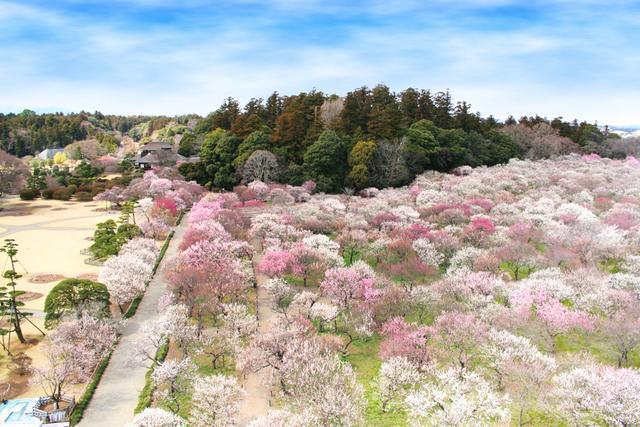 水戸の梅まつり2025～観梅の宴を大解剖～