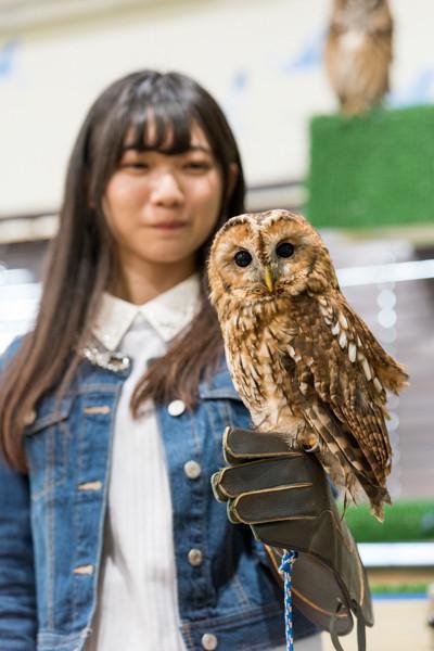 茨城 動物 アニマル ふくろうの家