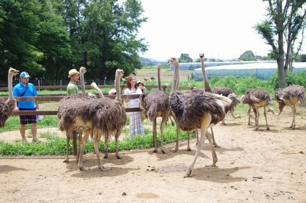 ダチョウ王国 茨城 動物 アニマル