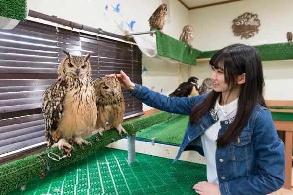 茨城 動物 アニマル ふくろうの家