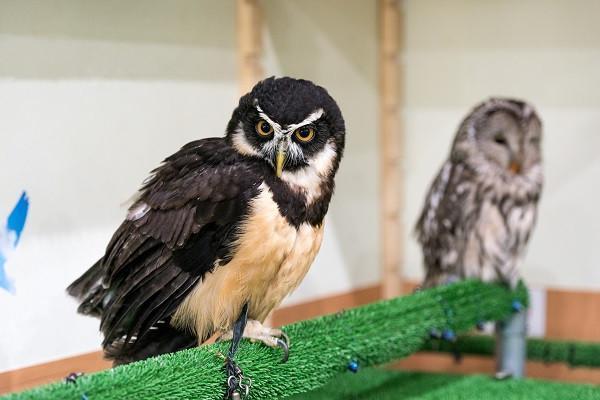 茨城 動物 アニマル ふくろうの家