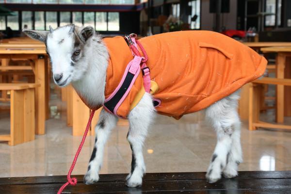 茨城 動物 アニマル こもれび森のイバライド