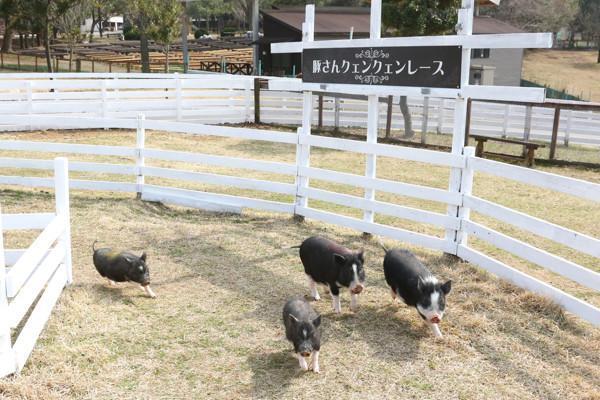 茨城 動物 アニマル こもれび森のイバライド