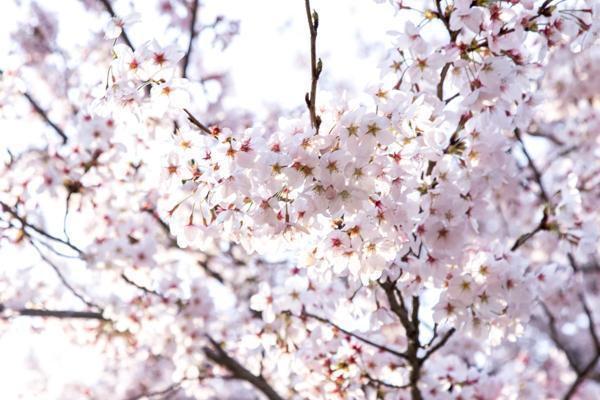 つくば市 公園 お花見